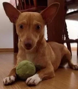 Cachorro ra a srd idade 1 ano nome Mascara