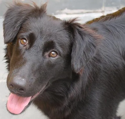 Cachorro ra a Cocker com vira-lata idade 1 ano nome Penelope