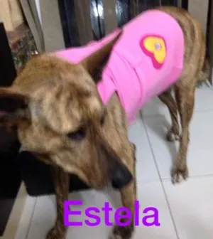 Cachorro raça SRD idade 5 anos nome Estela