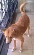 leão 