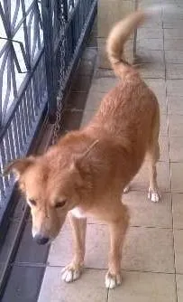 Cachorro raça srd idade 6 ou mais anos nome leão 