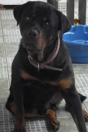 Cachorro raça Rottweiler idade 2 anos nome Tarkan