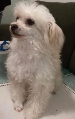 Cachorro raça Poodle  idade 3 anos nome Sofie