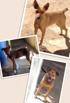 Cachorro raça Srd idade 1 ano nome Mel, Rex e Bob