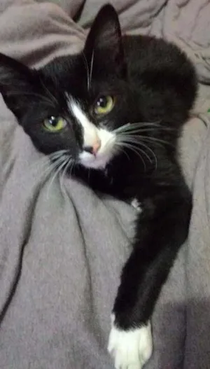 Gato raça SRD idade 2 a 6 meses nome Wolverine