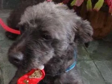 Cachorro raça Poodle idade 2 anos nome PRETINHO
