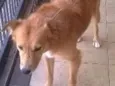 leão 
