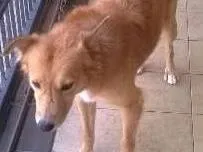 Cachorro ra a srd idade 6 ou mais anos nome leão 