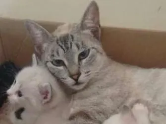 Gato ra a  idade  nome Zezinho Maria dote 