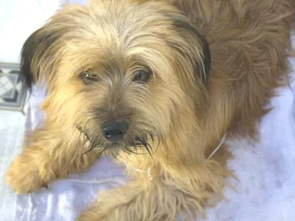 Cachorro ra a Não sei dizer idade  nome Não sei