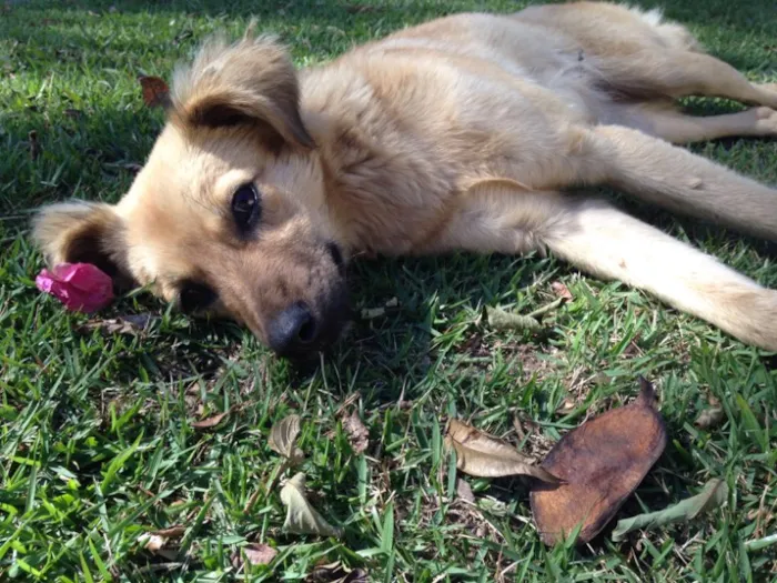 Cachorro raça SRD ( sem raça definida )  idade 7 a 11 meses nome Menina 