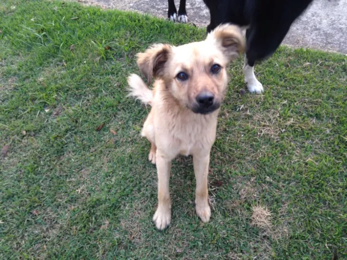 Cachorro raça SRD ( sem raça definida )  idade 7 a 11 meses nome Menina 