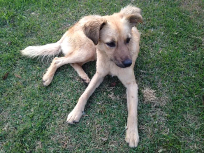 Cachorro raça SRD ( sem raça definida )  idade 7 a 11 meses nome Menina 