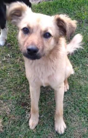 Cachorro raça SRD ( sem raça definida )  idade 7 a 11 meses nome Menina 