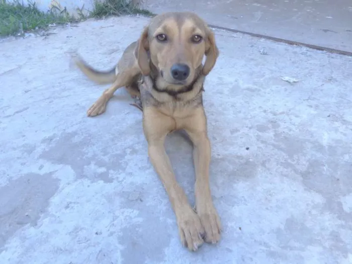 Cachorro ra a Vira lata idade 1 ano nome Menina