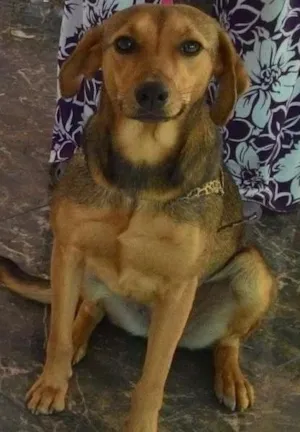 Cachorro raça Vira lata idade 1 ano nome Menina
