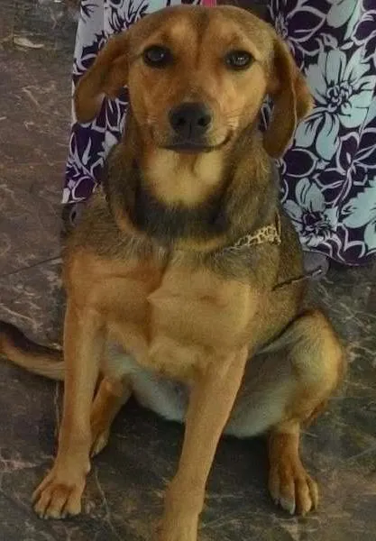 Cachorro ra a Vira lata idade 1 ano nome Menina