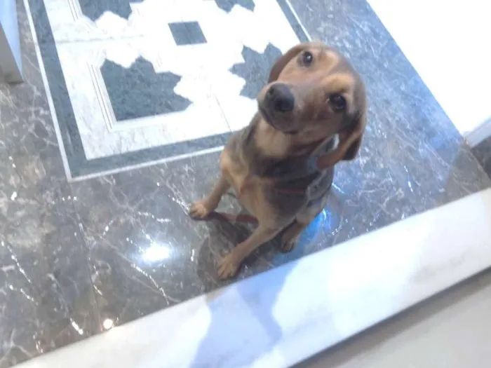 Cachorro ra a Vira lata idade 1 ano nome Menina