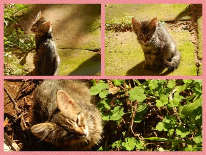 Gato raça  idade 2 a 6 meses nome Gatinha
