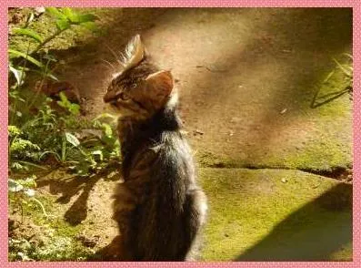 Gato raça  idade 2 a 6 meses nome Gatinha