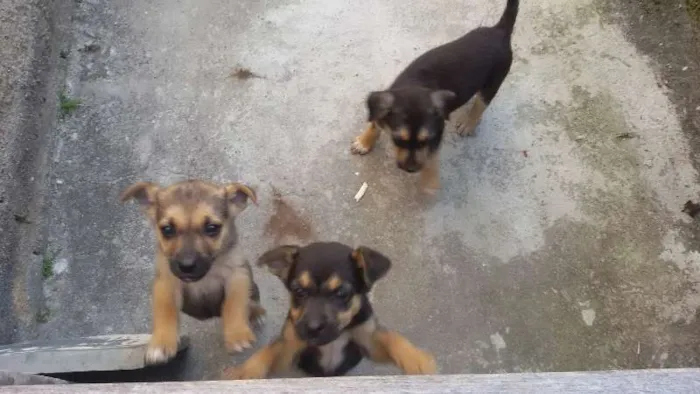 Cachorro raça vira lata idade Abaixo de 2 meses nome judith,eleonor e br