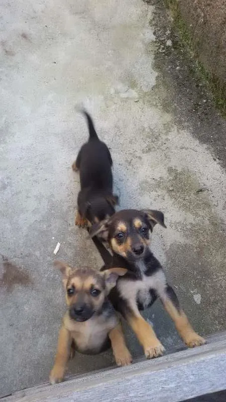Cachorro raça vira lata idade Abaixo de 2 meses nome judith,eleonor e br
