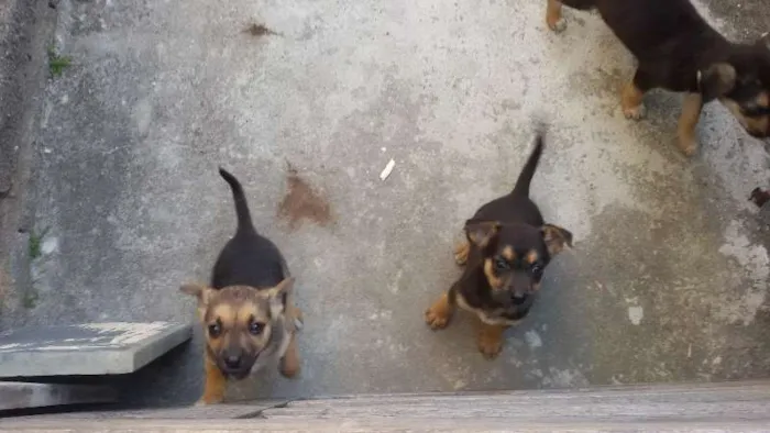 Cachorro raça vira lata idade Abaixo de 2 meses nome judith,eleonor e br