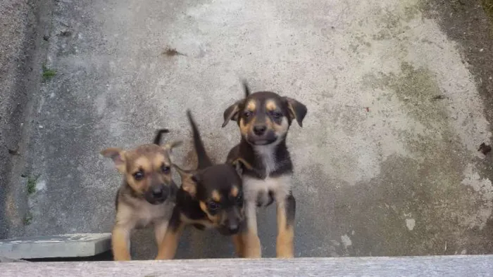 Cachorro raça vira lata idade Abaixo de 2 meses nome judith,eleonor e br