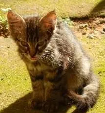 Gato raça  idade 2 a 6 meses nome Gatinha