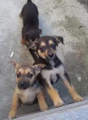 Cachorro raça vira lata idade Abaixo de 2 meses nome judith,eleonor e br