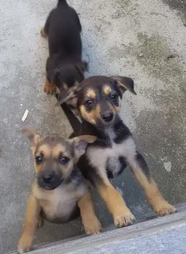 Cachorro raça vira lata idade Abaixo de 2 meses nome judith,eleonor e br