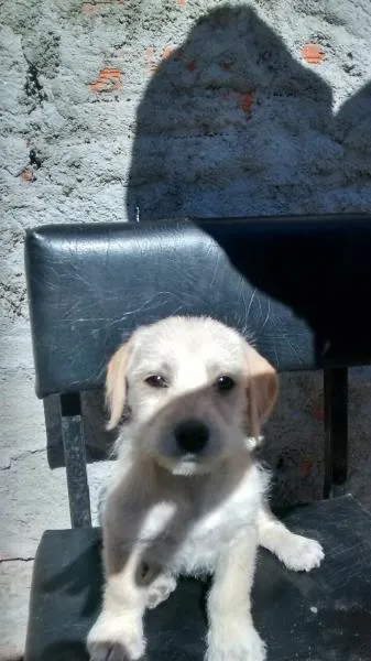 Cachorro ra a bacê com maltês idade 2 a 6 meses nome sem nomes