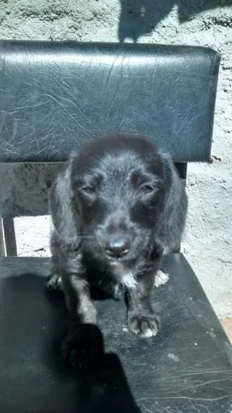 Cachorro ra a bacê com maltês idade 2 a 6 meses nome sem nomes