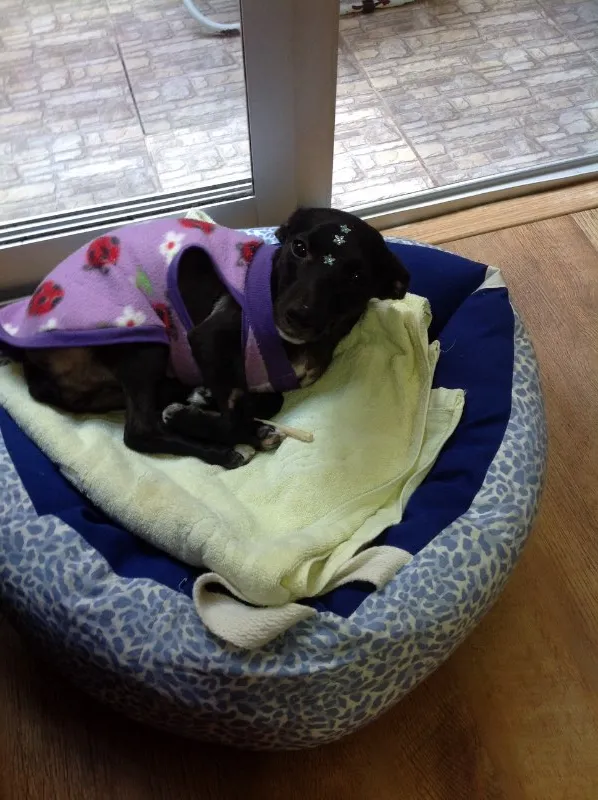 Cachorro ra a SRD idade 1 ano nome Jade