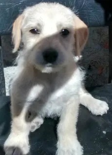 Cachorro raça bacê com maltês idade 2 a 6 meses nome sem nomes