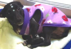 Cachorro raça SRD idade 1 ano nome Jade