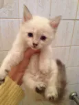 princesa