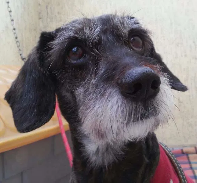 Cachorro ra a SRD idade 6 ou mais anos nome Matusquelo