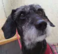 Matusquelo
