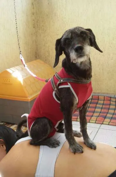 Cachorro ra a SRD idade 6 ou mais anos nome Matusquelo