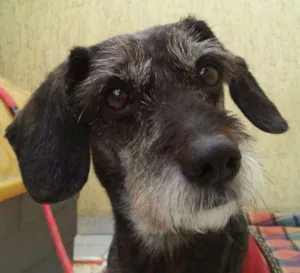 Cachorro raça SRD idade 6 ou mais anos nome Matusquelo