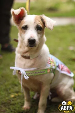 Cachorro raça SRD idade 6 ou mais anos nome Seninha