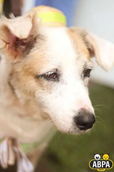 Cachorro raça SRD idade 6 ou mais anos nome Seninha