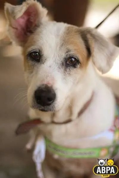 Cachorro raça SRD idade 6 ou mais anos nome Seninha