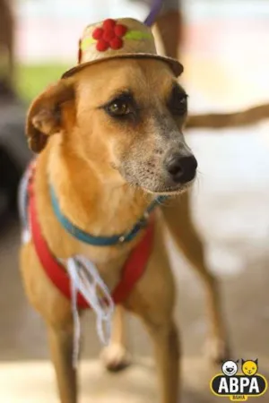 Cachorro raça SRD idade 5 anos nome Sininho