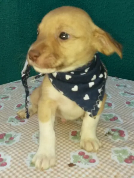Cachorro raça  idade Abaixo de 2 meses nome Sem nome