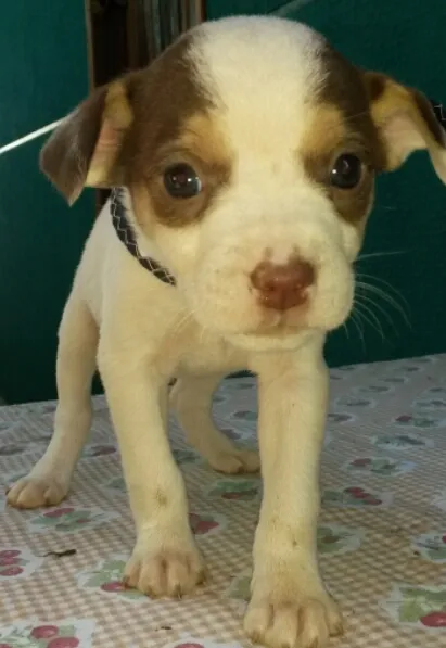 Cachorro raça  idade Abaixo de 2 meses nome Sem nome
