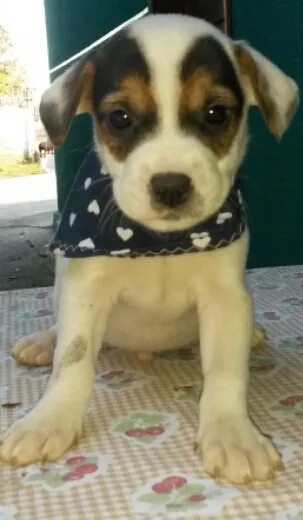 Cachorro raça  idade Abaixo de 2 meses nome Sem nome