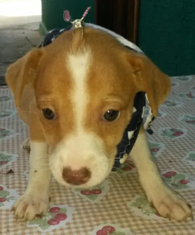 Cachorro raça  idade Abaixo de 2 meses nome Sem nome