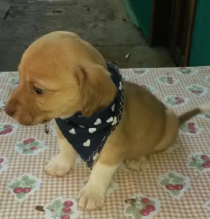 Cachorro raça  idade Abaixo de 2 meses nome Sem nome